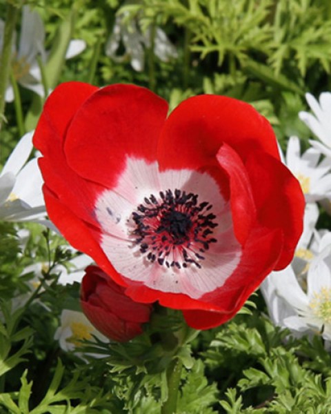 Anemone cor. Hollandia.jpg